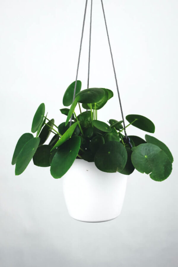 Pilea Peperomioides - Gambar 2