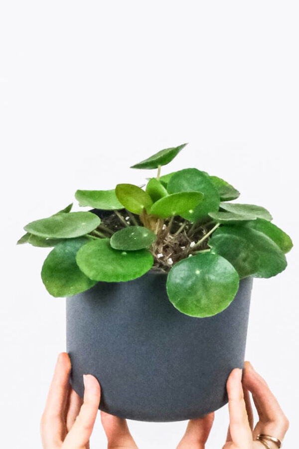 Peperomia Lemon Lime - Gambar 2