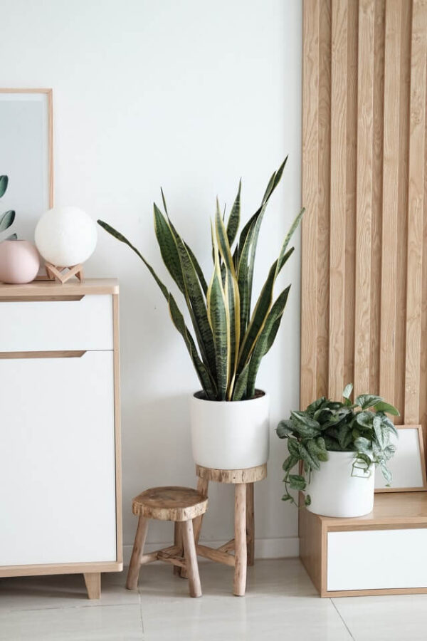 Sansevieria Golden Flame - Gambar 2